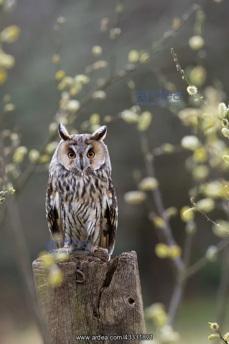 : 80200592 Long Eared Owl - Goat Willow UK Asio otus : 80200592 Long Eared Owl - Goat Willow UK Asio otus