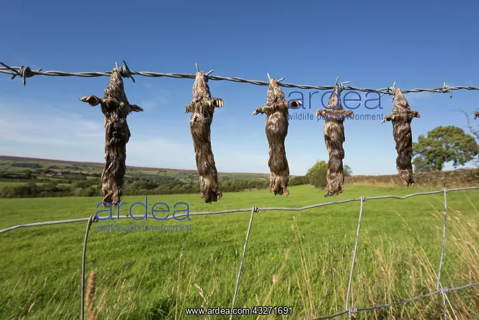 : 80200595 Dead Moles - hanging from barbed wire fence : 80200595 Dead Moles - hanging from barbed wire fence
