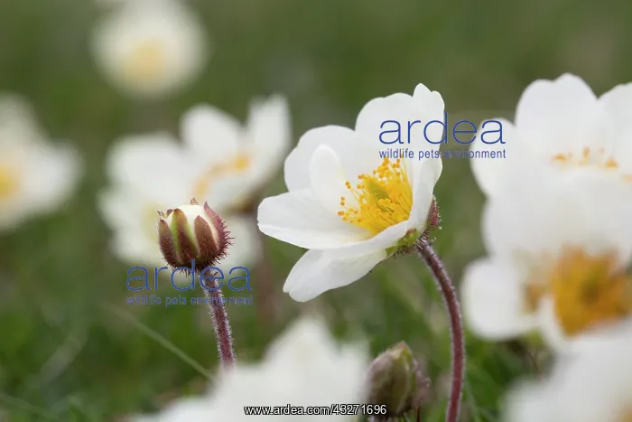 : 80200596 Mountain Avens Flower Scotland, UK Dryas : 80200596 Mountain Avens Flower Scotland, UK Dryas