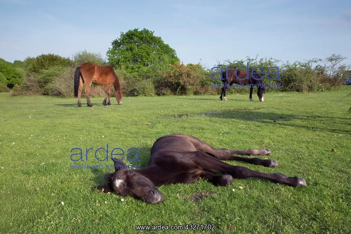 : 80200597 New Forest Pony - with foal lying down : 80200597 New Forest Pony - with foal lying down