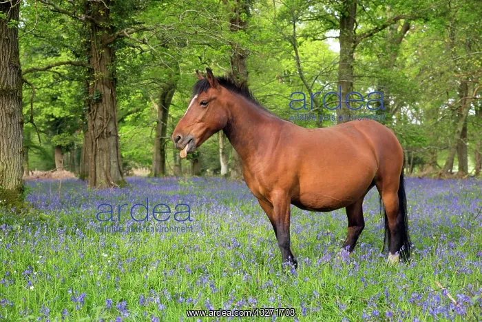 : 80200598 New Forest Pony - amongst Bluebells Hampshire : 80200598 New Forest Pony - amongst Bluebells Hampshire