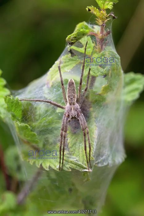 : 80200599 Nursery Web Spider - on web Cornwall, UK : 80200599 Nursery Web Spider - on web Cornwall, UK