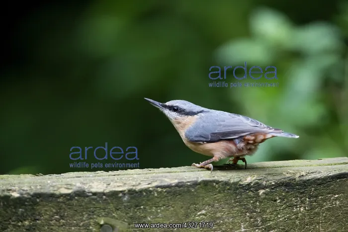 : 80200600 Nuthatch Yorkshire, UK Sitta europaea David : 80200600 Nuthatch Yorkshire, UK Sitta europaea David