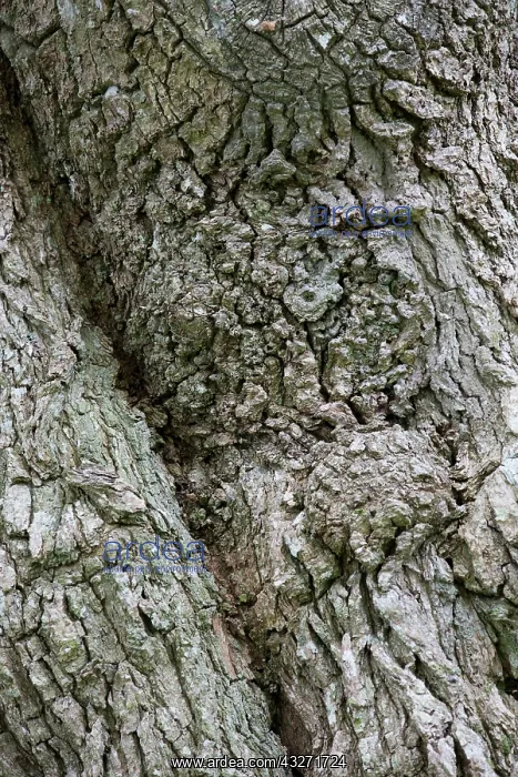 : 80200601 Oak Tree - bark Devon, UK Quercus robor : 80200601 Oak Tree - bark Devon, UK Quercus robor
