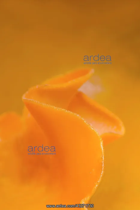 : 80200602 Orange Peel Fungus - detail Cornwall, UK : 80200602 Orange Peel Fungus - detail Cornwall, UK