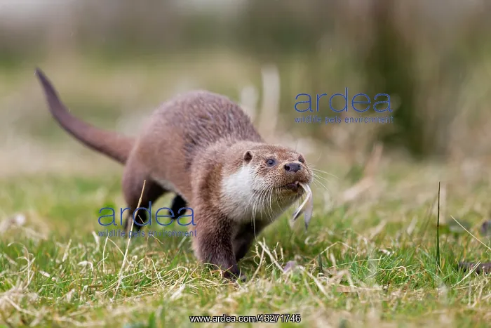 : 80200605 Otter - carrying food in mouth Scotland : 80200605 Otter - carrying food in mouth Scotland