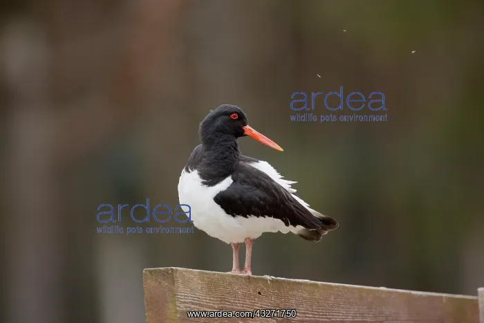 : 80200606 Oystercatcher Cornwall, UK Haematopus ostralegus : 80200606 Oystercatcher Cornwall, UK Haematopus ostralegus