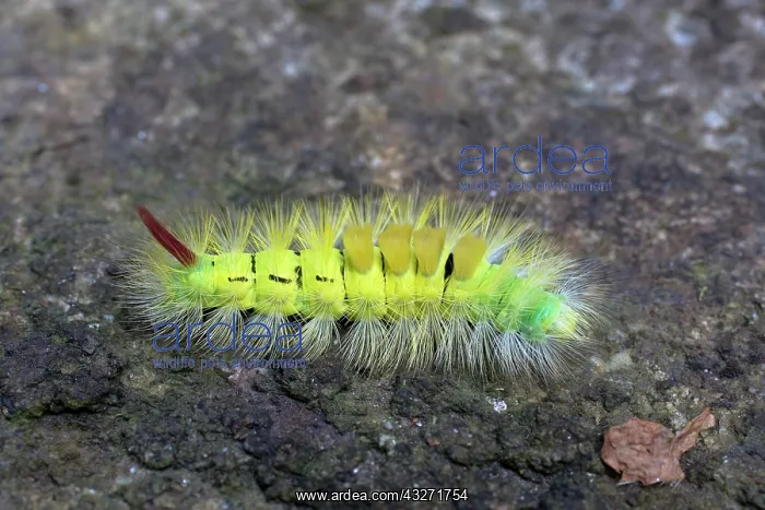 : 80200607 Pale Tussock Moth Larva Yorkshire, UK Calliteara : 80200607 Pale Tussock Moth Larva Yorkshire, UK Calliteara