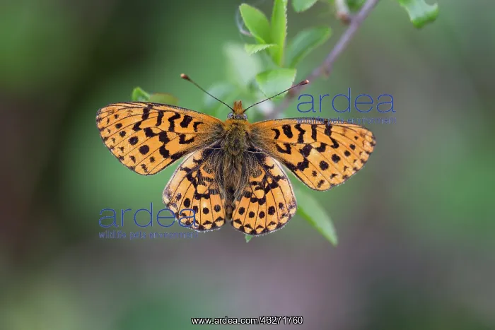 : 80200608 Pearl Bordered Fritillary Butterfly Cornwall : 80200608 Pearl Bordered Fritillary Butterfly Cornwall