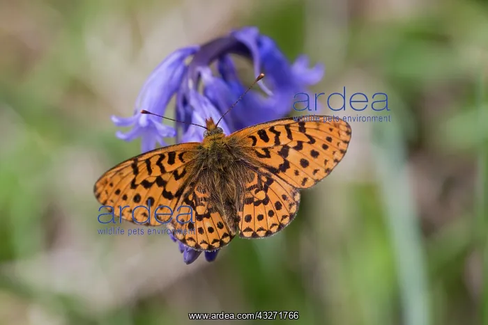 : 80200609 Pearl Bordered Fritillary Butterfly - on : 80200609 Pearl Bordered Fritillary Butterfly - on