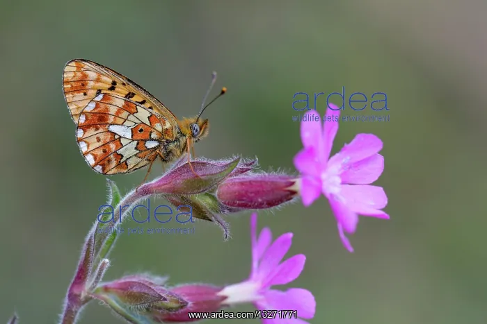 : 80200610 Pearl Bordered Fritillary Butterfly - on : 80200610 Pearl Bordered Fritillary Butterfly - on