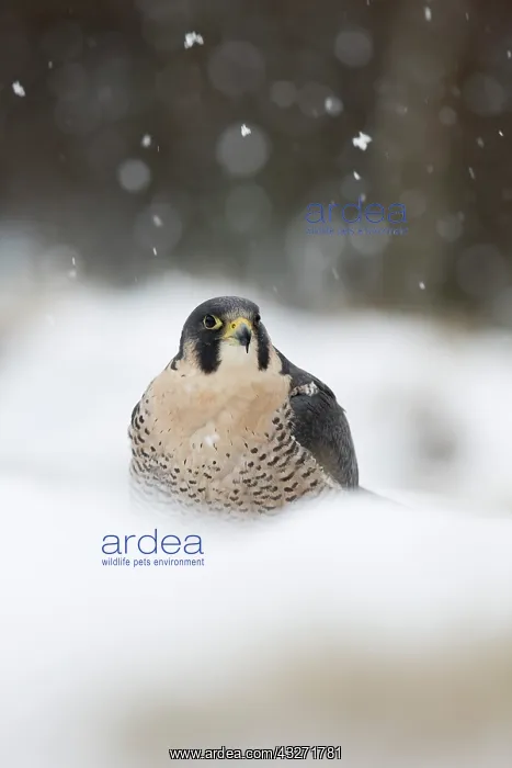 : 80200612 Peregrine Falcon - in snow Scotland, UK : 80200612 Peregrine Falcon - in snow Scotland, UK