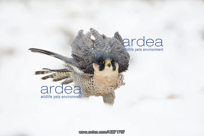 : 80200613 Peregrine Falcon - in snow Scotland, UK : 80200613 Peregrine Falcon - in snow Scotland, UK