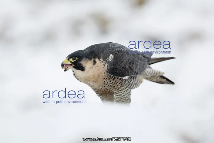 : 80200614 Peregrine Falcon - in snow Scotland, UK : 80200614 Peregrine Falcon - in snow Scotland, UK