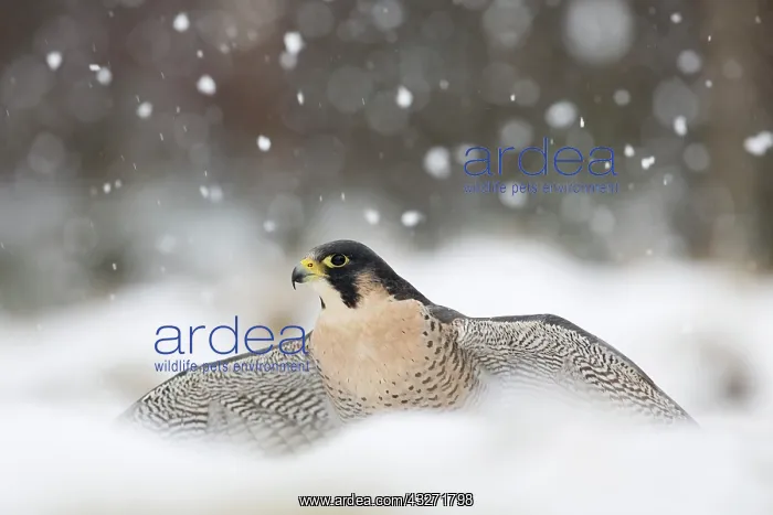 : 80200615 Peregrine Falcon - in snow Scotland, UK : 80200615 Peregrine Falcon - in snow Scotland, UK