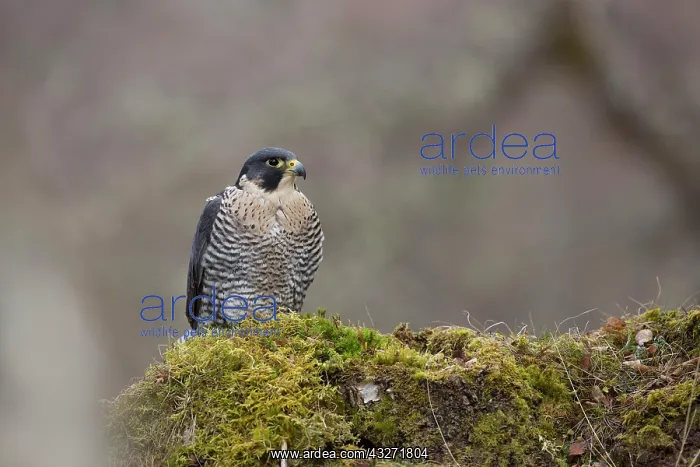  : 80200616 Peregrine Falcon Scotland, UK Falco peregrinus