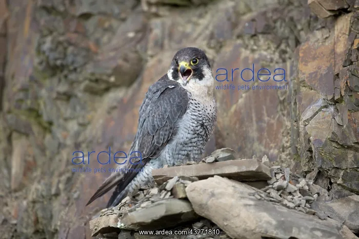 : 80200617 Peregrine Falcon - male in quarry Wales : 80200617 Peregrine Falcon - male in quarry Wales