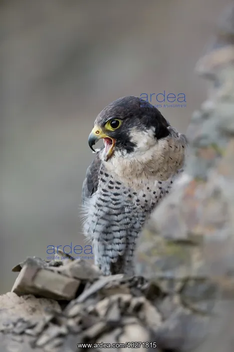 : 80200618 Peregrine Falcon - male in quarry Wales : 80200618 Peregrine Falcon - male in quarry Wales