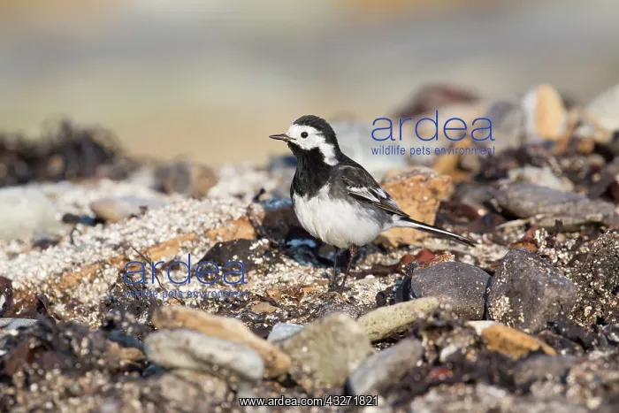 : 80200619 Pied Wagtail - on beach Scotland, UK Motacilla : 80200619 Pied Wagtail - on beach Scotland, UK Motacilla