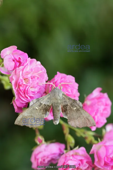 : 80200621 Poplar Hawkmoth - on Roses Cornwall, UK : 80200621 Poplar Hawkmoth - on Roses Cornwall, UK