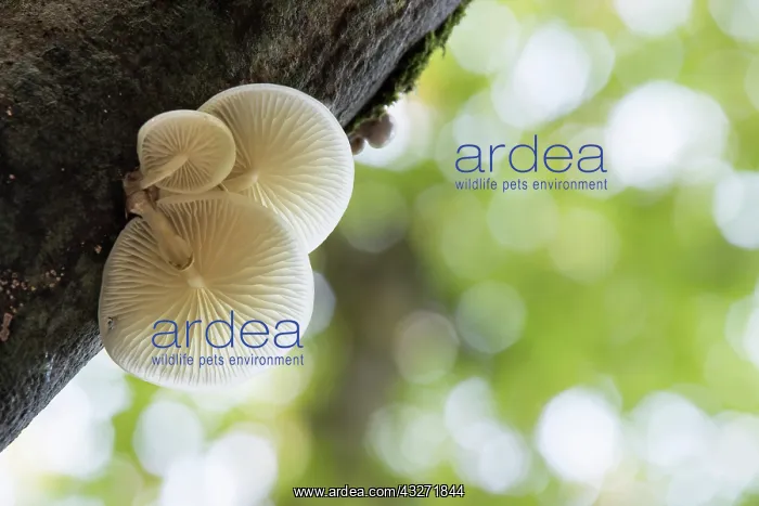 : 80200623 Porcelain Fungus Cornwall, UK Oudemansiella : 80200623 Porcelain Fungus Cornwall, UK Oudemansiella