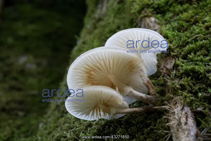 : 80200624 Porcelain Fungus - on moss Cornwall, UK : 80200624 Porcelain Fungus - on moss Cornwall, UK