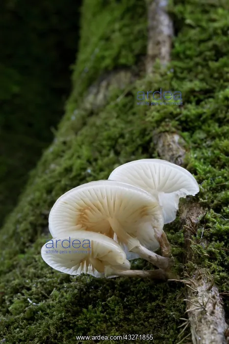 : 80200625 Porcelain Fungus - on moss Cornwall, UK : 80200625 Porcelain Fungus - on moss Cornwall, UK