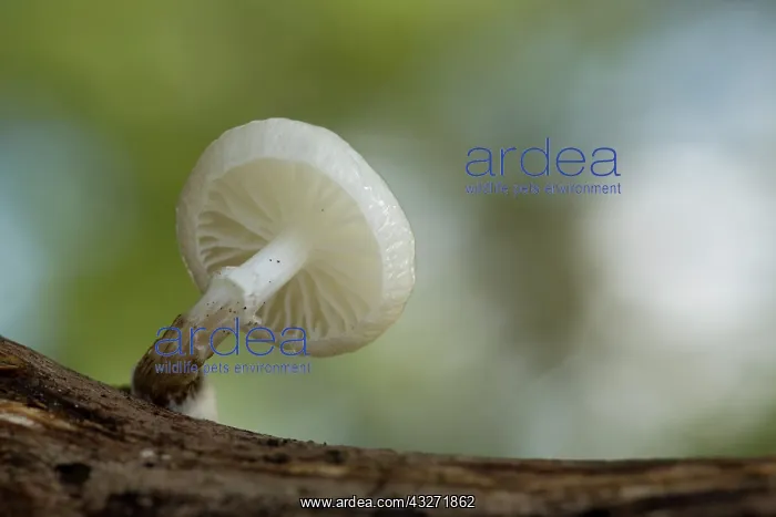 : 80200626 Porcelain Fungus Cornwall, UK Oudemansiella : 80200626 Porcelain Fungus Cornwall, UK Oudemansiella