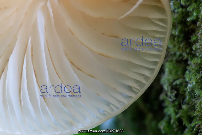 : 80200627 Porcelain Fungus - Gills detail Cornwall : 80200627 Porcelain Fungus - Gills detail Cornwall