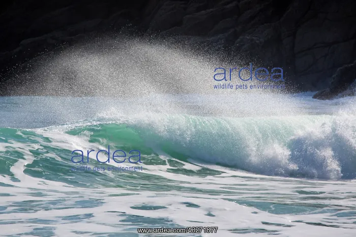 : 80200629 Waves - breaking Porthcurno, Cornwall : 80200629 Waves - breaking Porthcurno, Cornwall