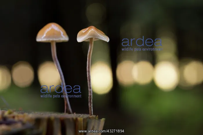 : 80200632 Fungi - with bokeh Cornwall, UK David Chapman : 80200632 Fungi - with bokeh Cornwall, UK David Chapman