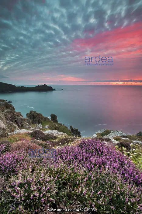 : 80200634 Seascape - at sunset Gurnard's Head, Cornwall : 80200634 Seascape - at sunset Gurnard's Head, Cornwall