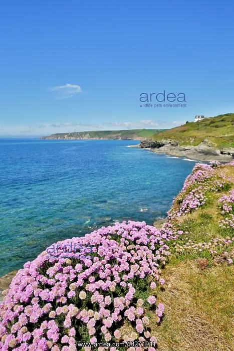 : 80200635 Seascape - with Thrift in foreground Porthleven : 80200635 Seascape - with Thrift in foreground Porthleven