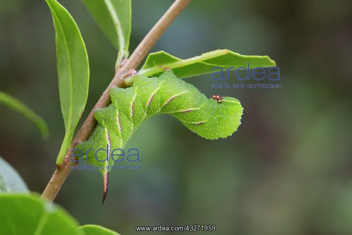 : 80200643 Privet Hawk Moth Caterpillar - 3 weeks : 80200643 Privet Hawk Moth Caterpillar - 3 weeks