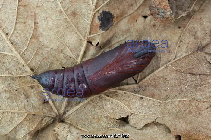 : 80200644 Privet Hawk Moth Pupa Cornwall, UK Sphinx : 80200644 Privet Hawk Moth Pupa Cornwall, UK Sphinx