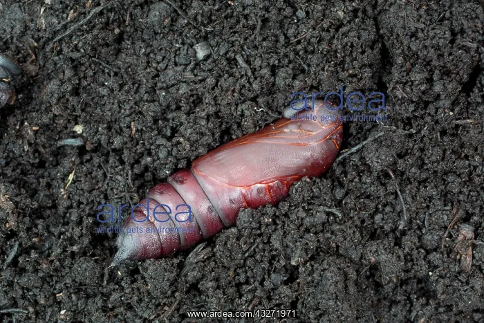 : 80200645 Privet Hawk Moth Pupa Cornwall, UK Sphinx : 80200645 Privet Hawk Moth Pupa Cornwall, UK Sphinx