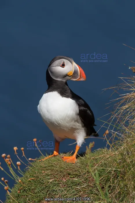 : 80200649 Puffin Orkney, UK Fratercula arctica David : 80200649 Puffin Orkney, UK Fratercula arctica David