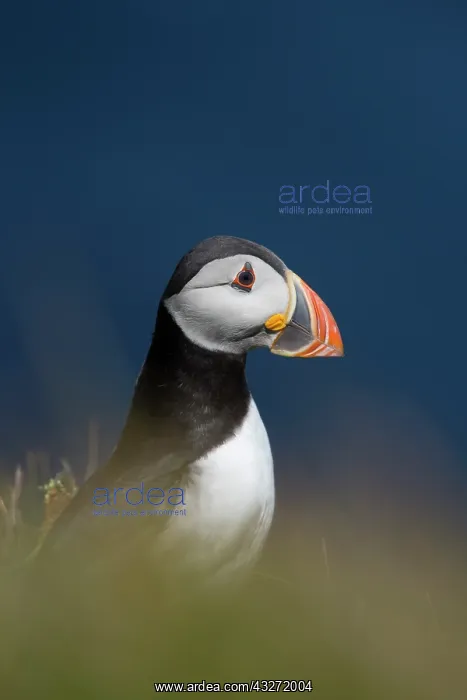 : 80200650 Puffin Orkney, UK Fratercula arctica David : 80200650 Puffin Orkney, UK Fratercula arctica David