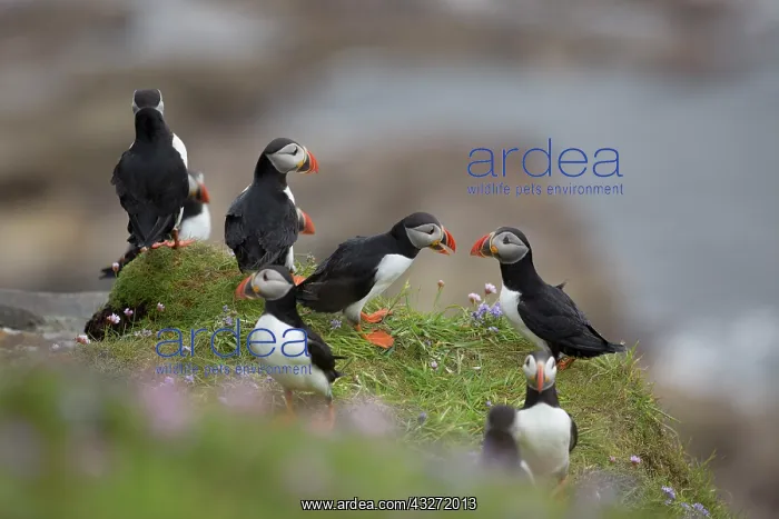 : 80200651 Puffin - group on cliff edge Scotland : 80200651 Puffin - group on cliff edge Scotland