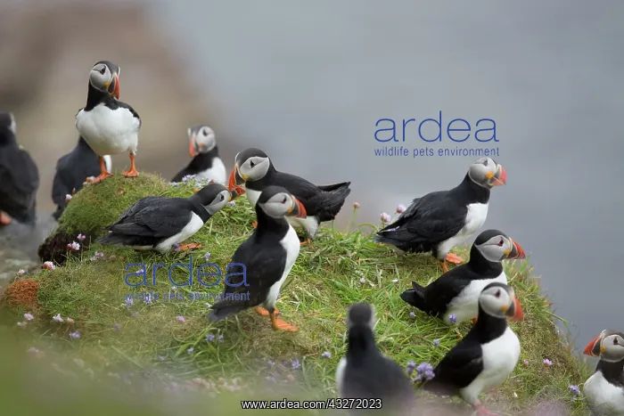 : 80200652 Puffin - group on cliff edge Scotland : 80200652 Puffin - group on cliff edge Scotland