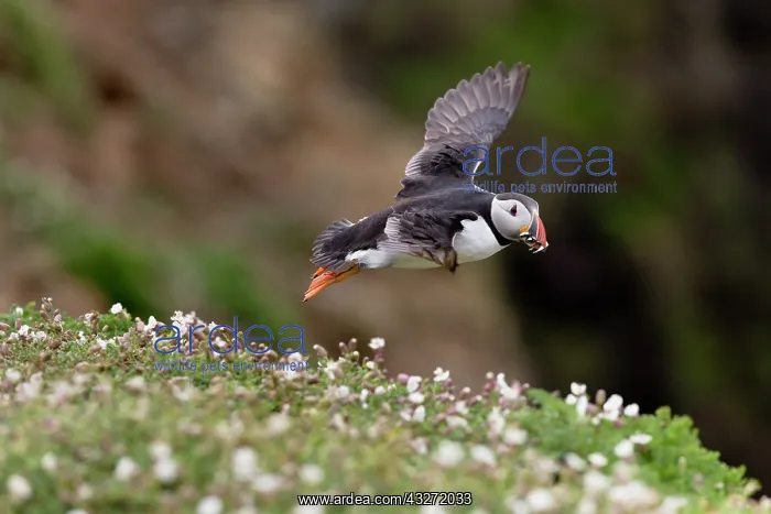 : 80200653 Puffin - in flight with Sand Eels Skomer : 80200653 Puffin - in flight with Sand Eels Skomer