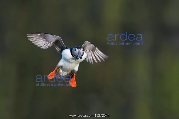 : 80200654 Puffin - in flight with Sand Eels Skomer : 80200654 Puffin - in flight with Sand Eels Skomer