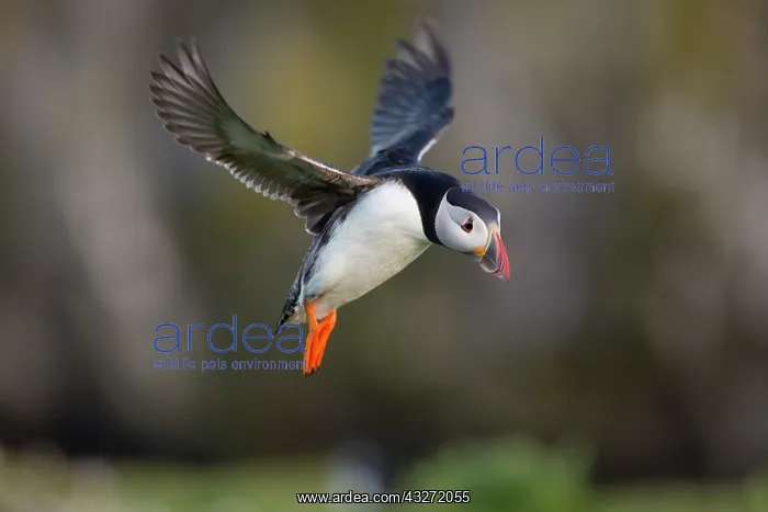 : 80200655 Puffin - in flight Skomer, Wales, UK Fratercula : 80200655 Puffin - in flight Skomer, Wales, UK Fratercula