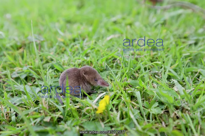 : 80200657 Pygmy Shrew Cornwall, UK Sorex minutus : 80200657 Pygmy Shrew Cornwall, UK Sorex minutus