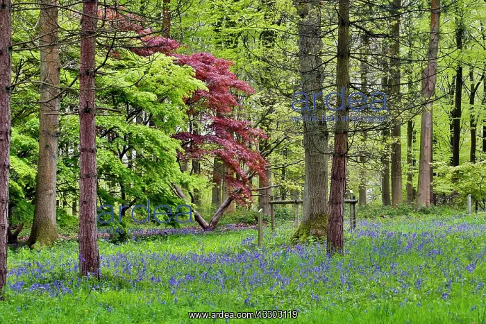 : 80200658 Queenswood Country Park - Bluebells in : 80200658 Queenswood Country Park - Bluebells in