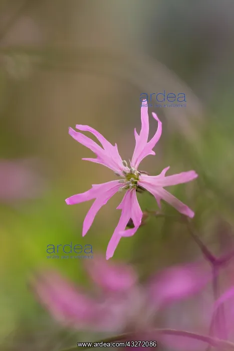 : 80200660 Ragged Robin Flower Cornwall, UK Lychnis : 80200660 Ragged Robin Flower Cornwall, UK Lychnis