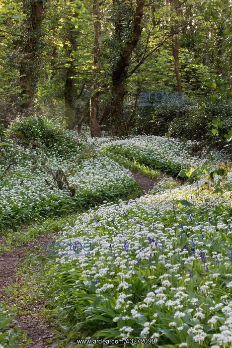 : 80200661 Ramsons - woodland in Spring Cornwall : 80200661 Ramsons - woodland in Spring Cornwall