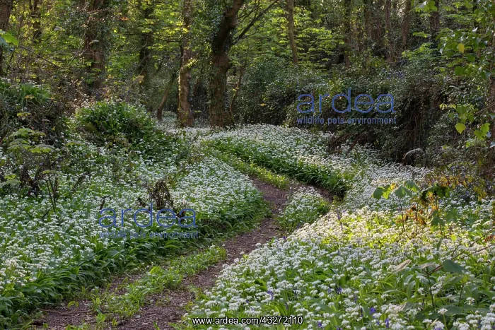: 80200662 Ramsons - woodland in Spring Cornwall : 80200662 Ramsons - woodland in Spring Cornwall