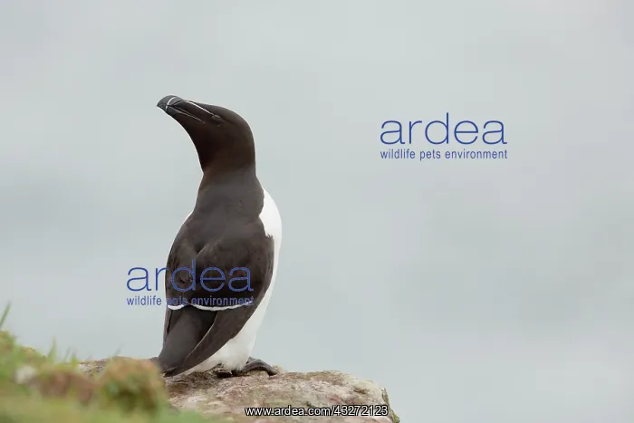 : 80200663 Razorbill Skomer, Wales, UK Alca torda : 80200663 Razorbill Skomer, Wales, UK Alca torda