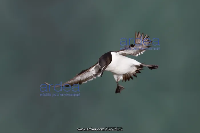 : 80200664 Razorbill - in flight Skomer, Wales, UK : 80200664 Razorbill - in flight Skomer, Wales, UK